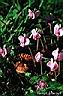 018fleurs -champignons.jpg